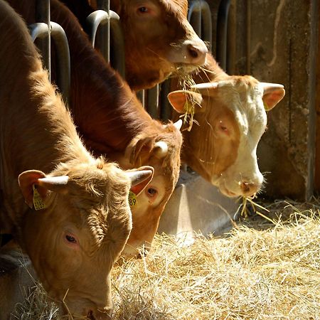 Farm Stay Malovscevo Vitovlje Kültér fotó
