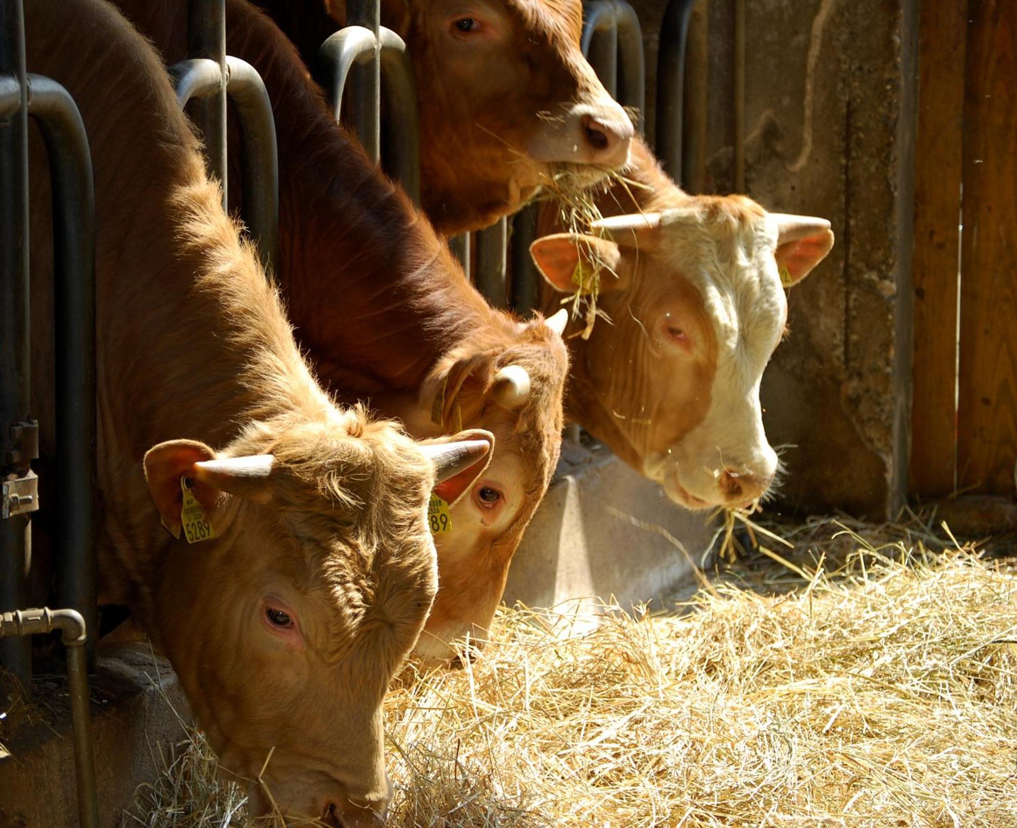 Farm Stay Malovscevo Vitovlje Kültér fotó